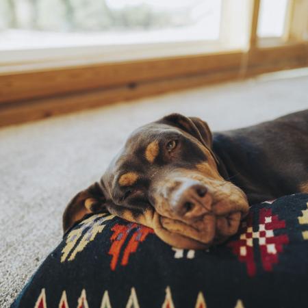 Brown dog resting indoors