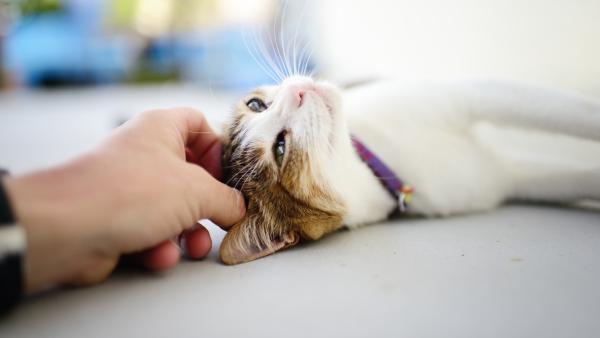 White cat lying down getting head scratched.