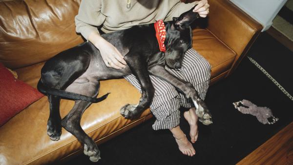 a black dog on a sofa has its ears examined by its owner