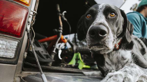 a dog looks out from a car