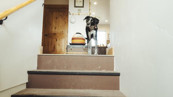 dog looking curiously down a flight of stairs