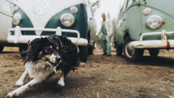 a dog runs among vintage buses