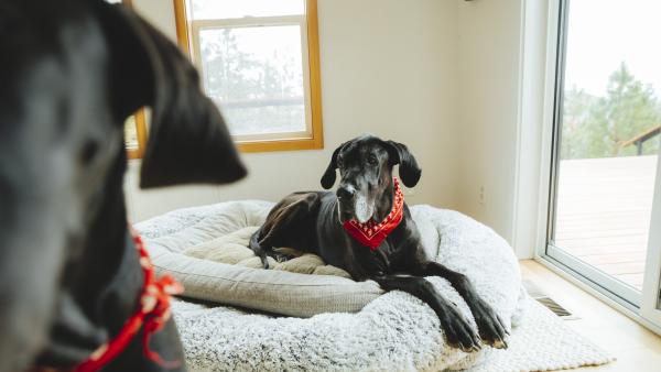 A black great dane resting on a dog bed, with another dog close to the camera