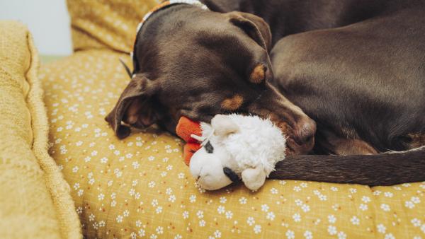 A brown dog cuddles a toy while sleeping on a sofa