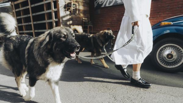 A fluffy dog is being walked in an urban alley
