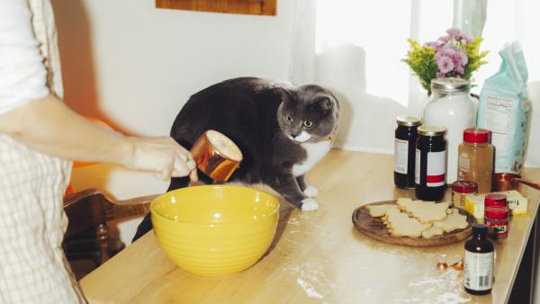 A gray cat watches someone mixing baking ingredients in a yellow bowl