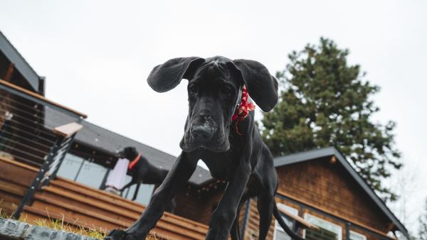 a Great Dane puppy looks down while standing in front of a cabin