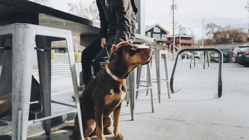 a brown dog sits outside with its owner