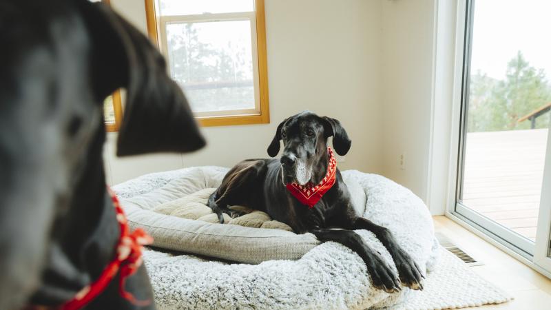 A black great dane resting on a dog bed, with another dog close to the camera