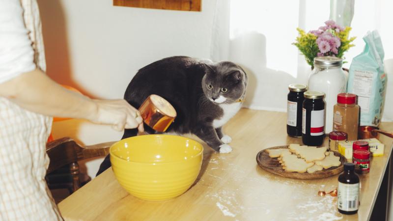 A gray cat watches someone mixing baking ingredients in a yellow bowl