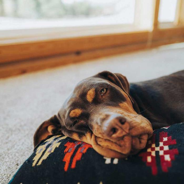 Brown dog resting indoors