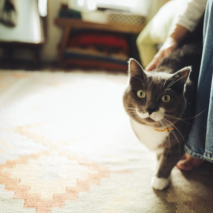 Cat peeking around bed