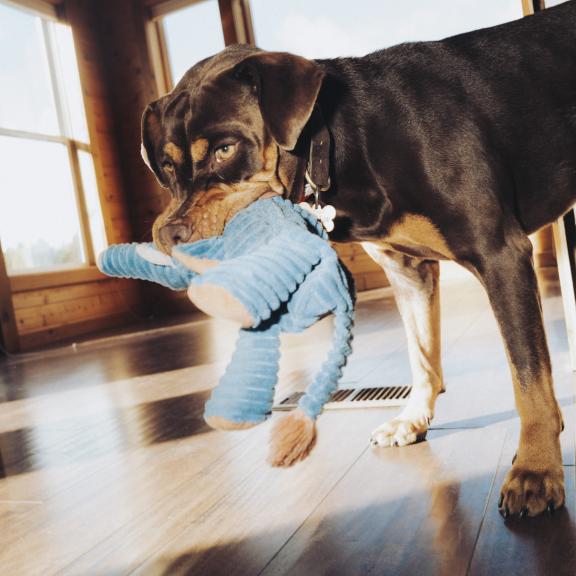 Big brown dog holds a blue and white stuffed animal in mouth.
