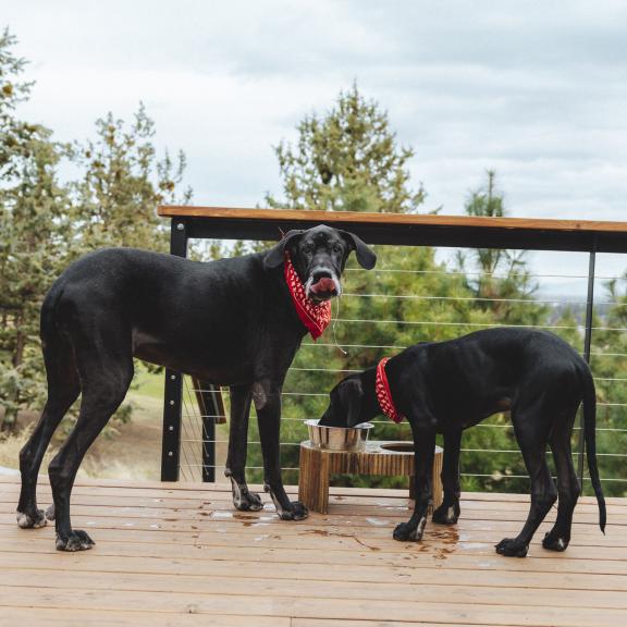 Two large black Great Danes with red bandanas drinking water on porch.