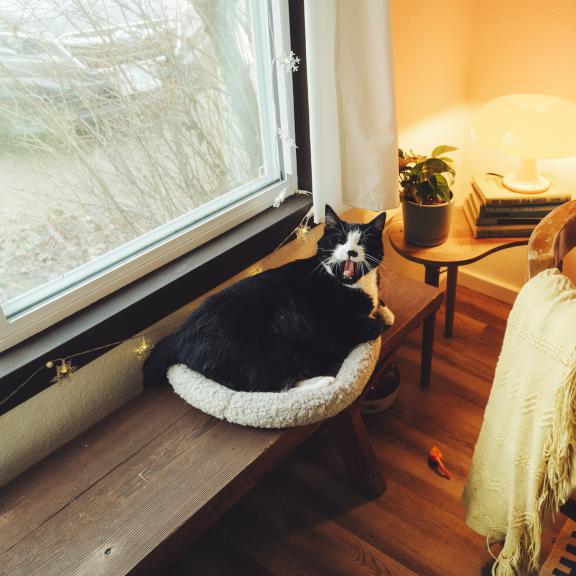 Black & white cat lies in cat bed while yawning. 
