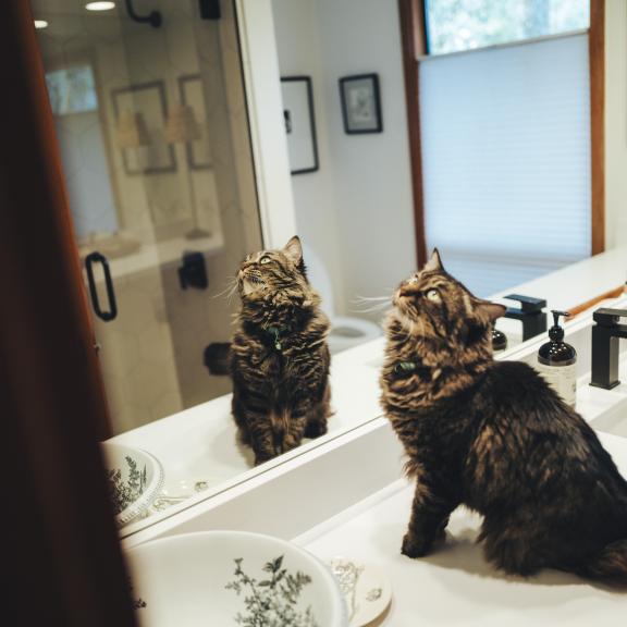 Fluffy cat sitting on bathroom counter looking up at mirror.