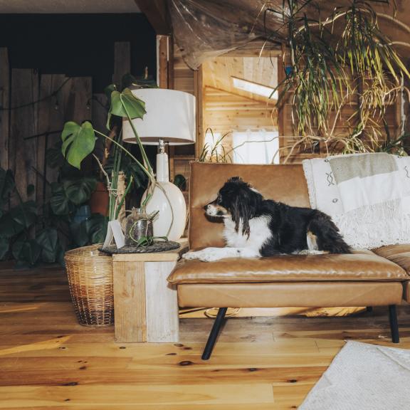 A black and white dog sits on a sofa, looking at a plant