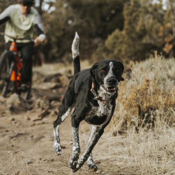 A dog runs on a trail ahead of a mountain bike rider