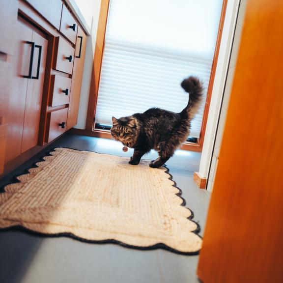 Fluffy cat hunching over in bathroom.