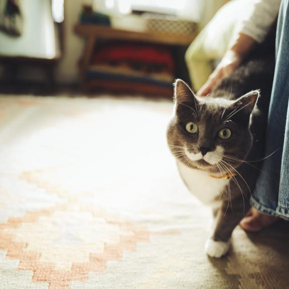 Cat peeking around bed