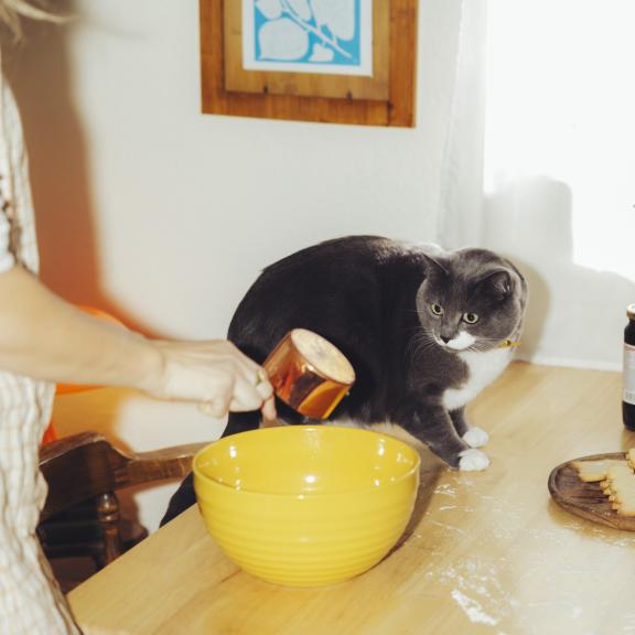A gray cat watches someone mixing baking ingredients in a yellow bowl