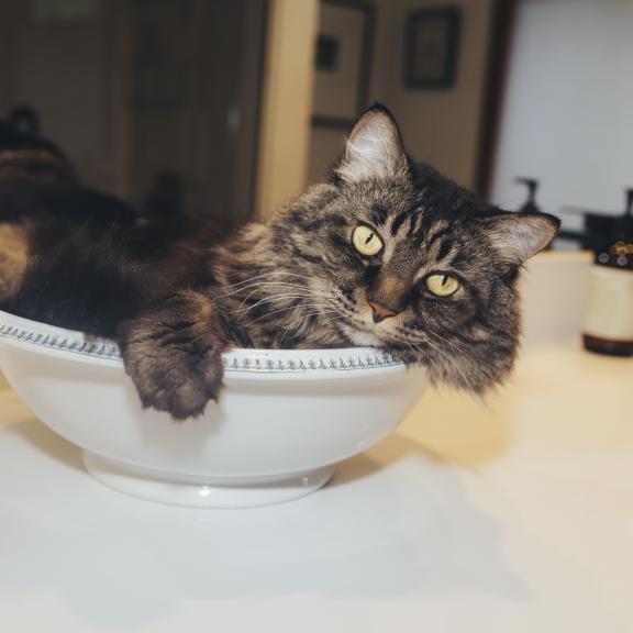 A gray tabby cat lounges in a white bowl