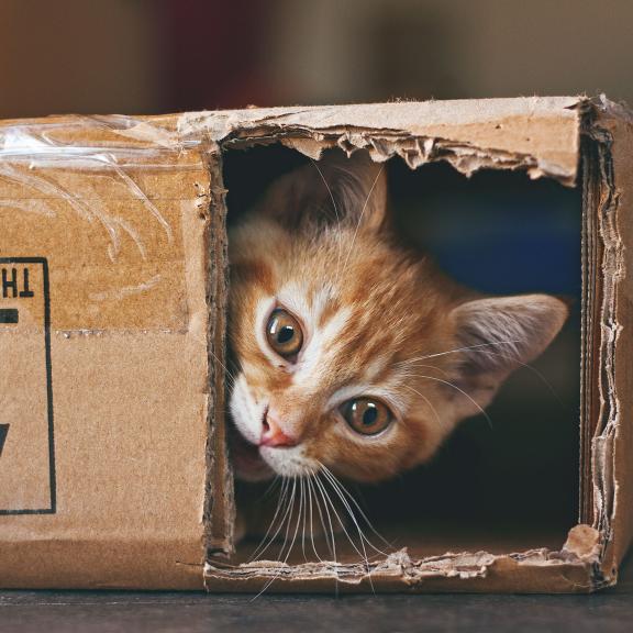 an orange kitten peeks out from inside a cardboard box