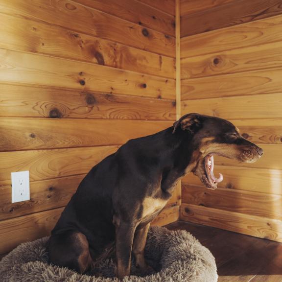 Big brown dog sitting in fuzzy bed yawning.