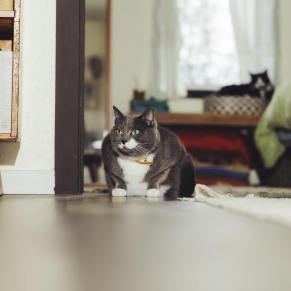 Large gray & white cat loafing in the doorway.