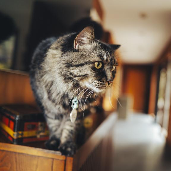 Tabby cat balancing on cabinet looking off-camera.