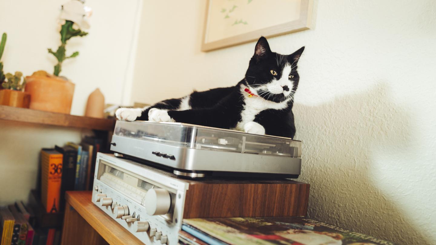 Black cat lounging on vintage turntable