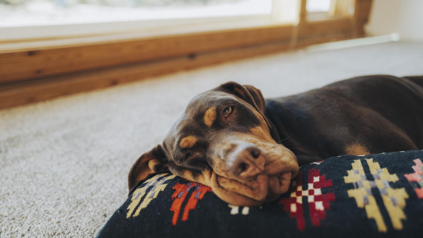 Brown dog resting indoors