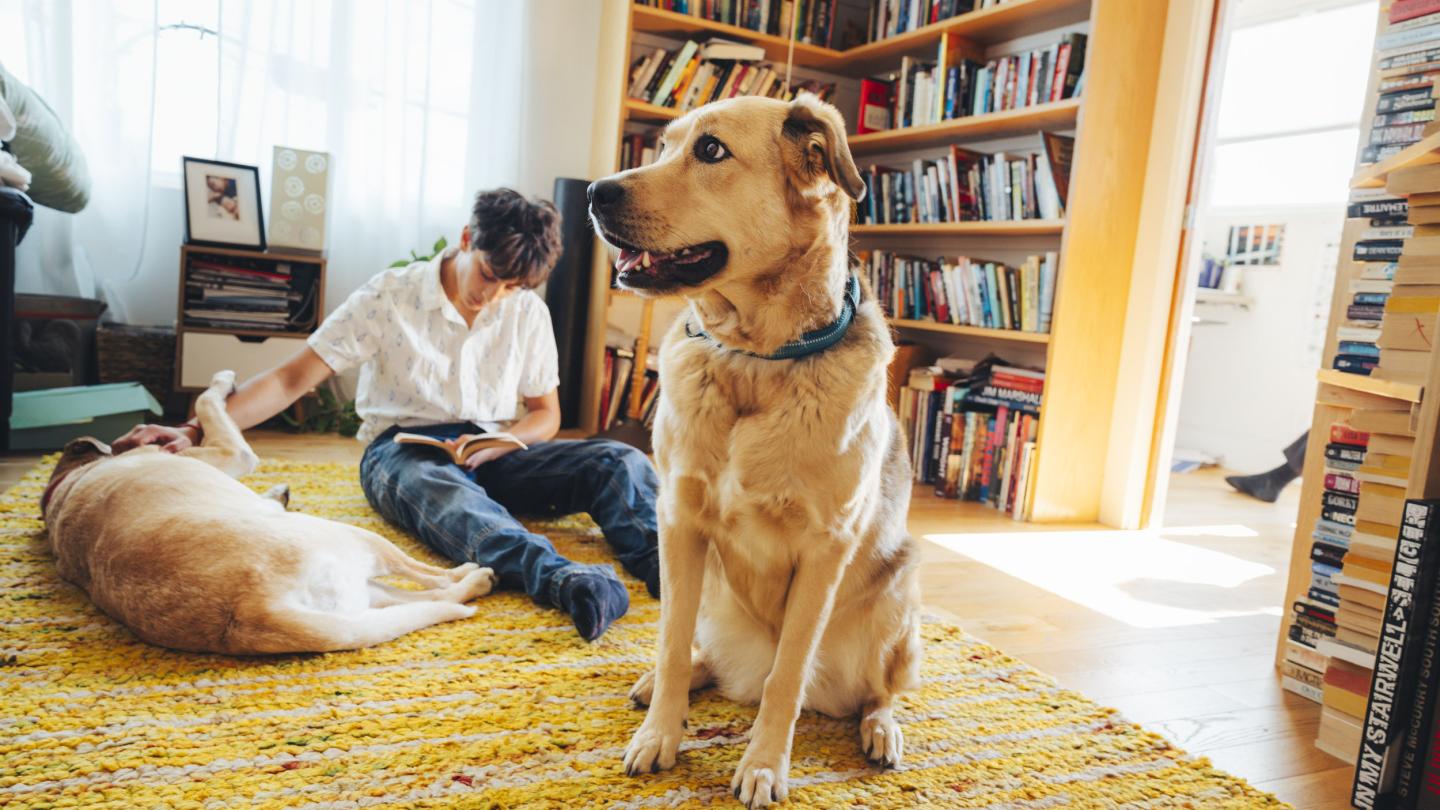 Dogs resting at home while owner reads a book