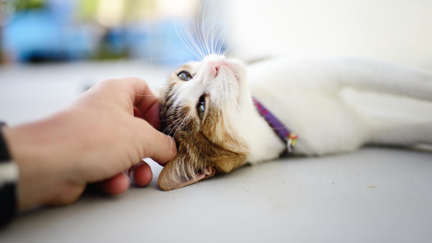 White cat lying down getting head scratched.