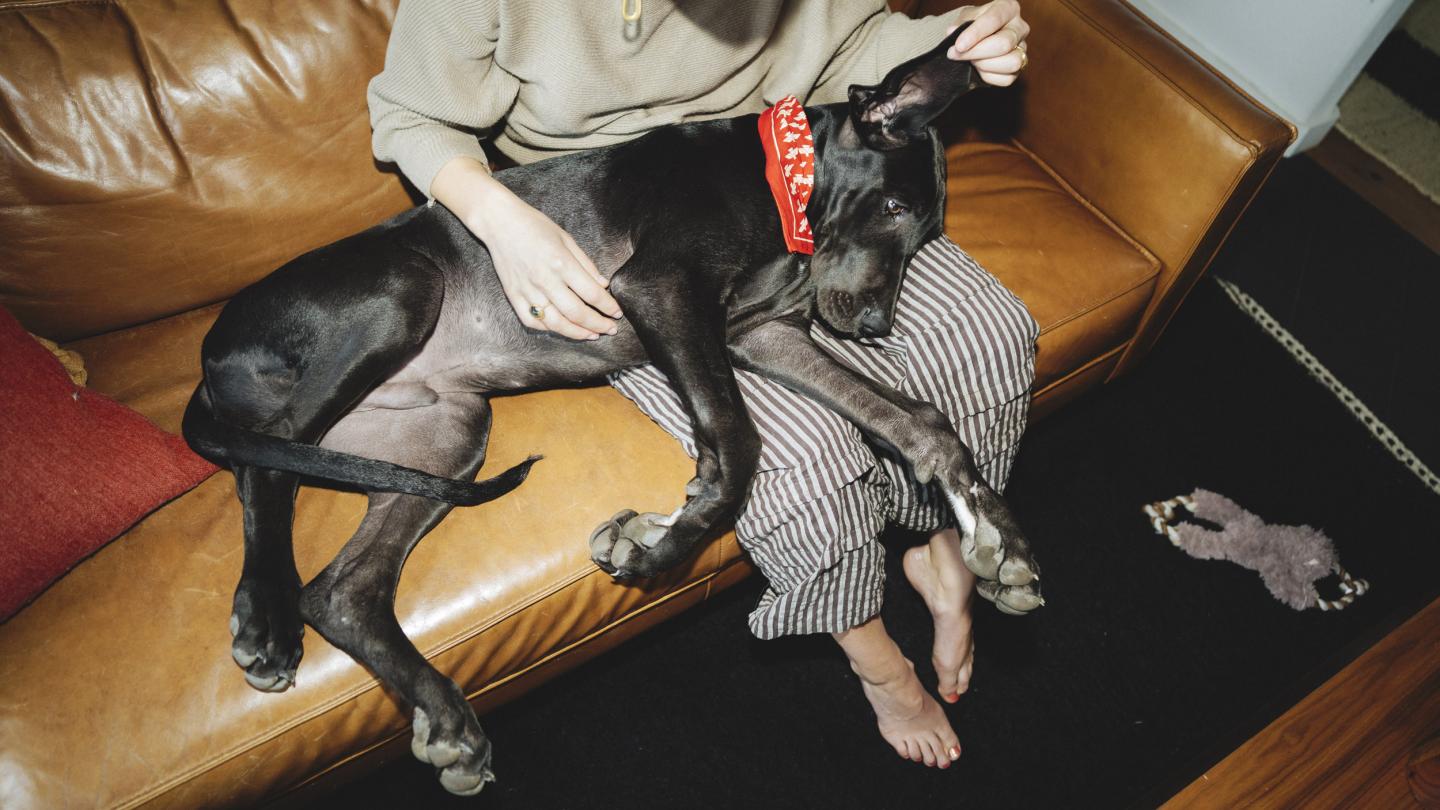 a black dog on a sofa has its ears examined by its owner