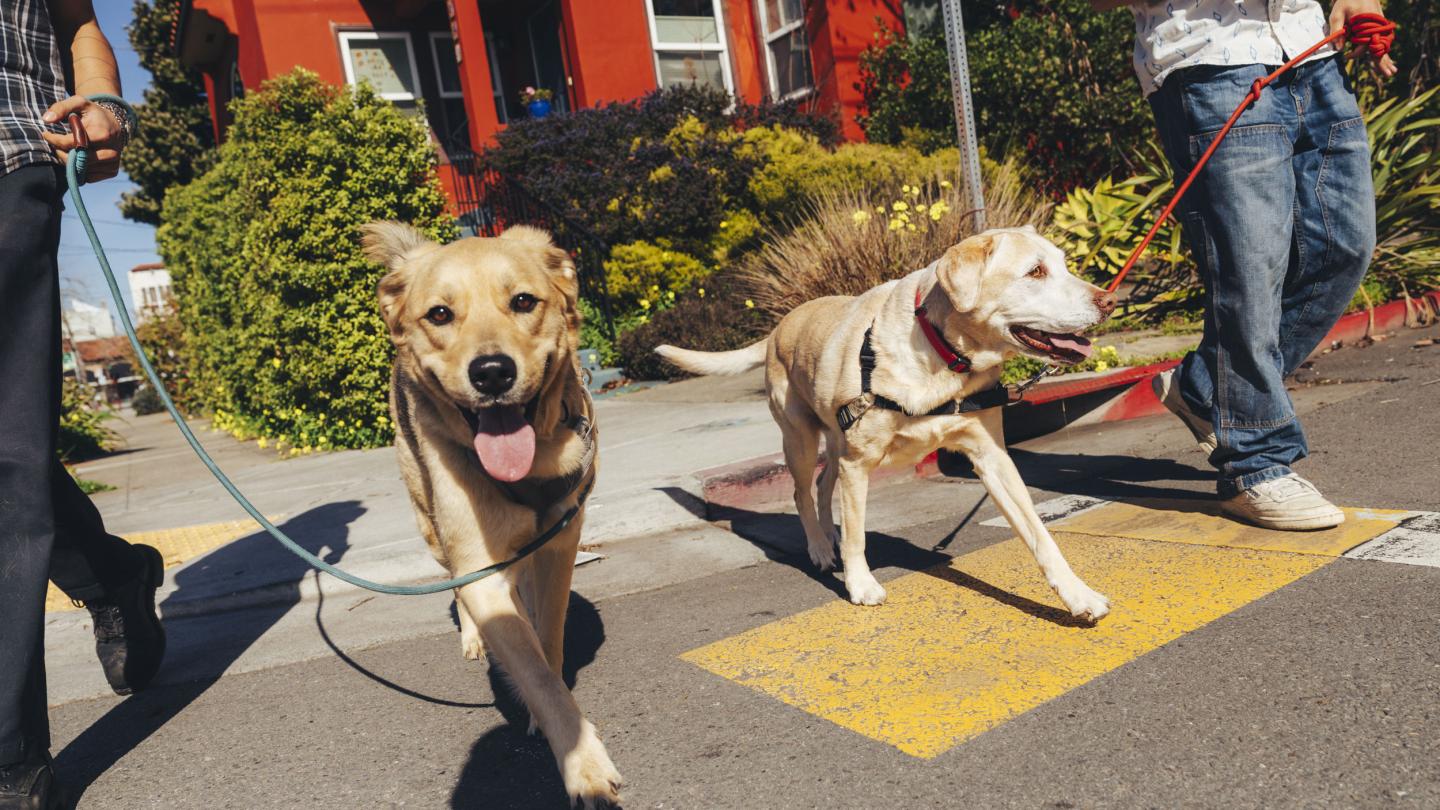 dogs being walked in a city crosswalk