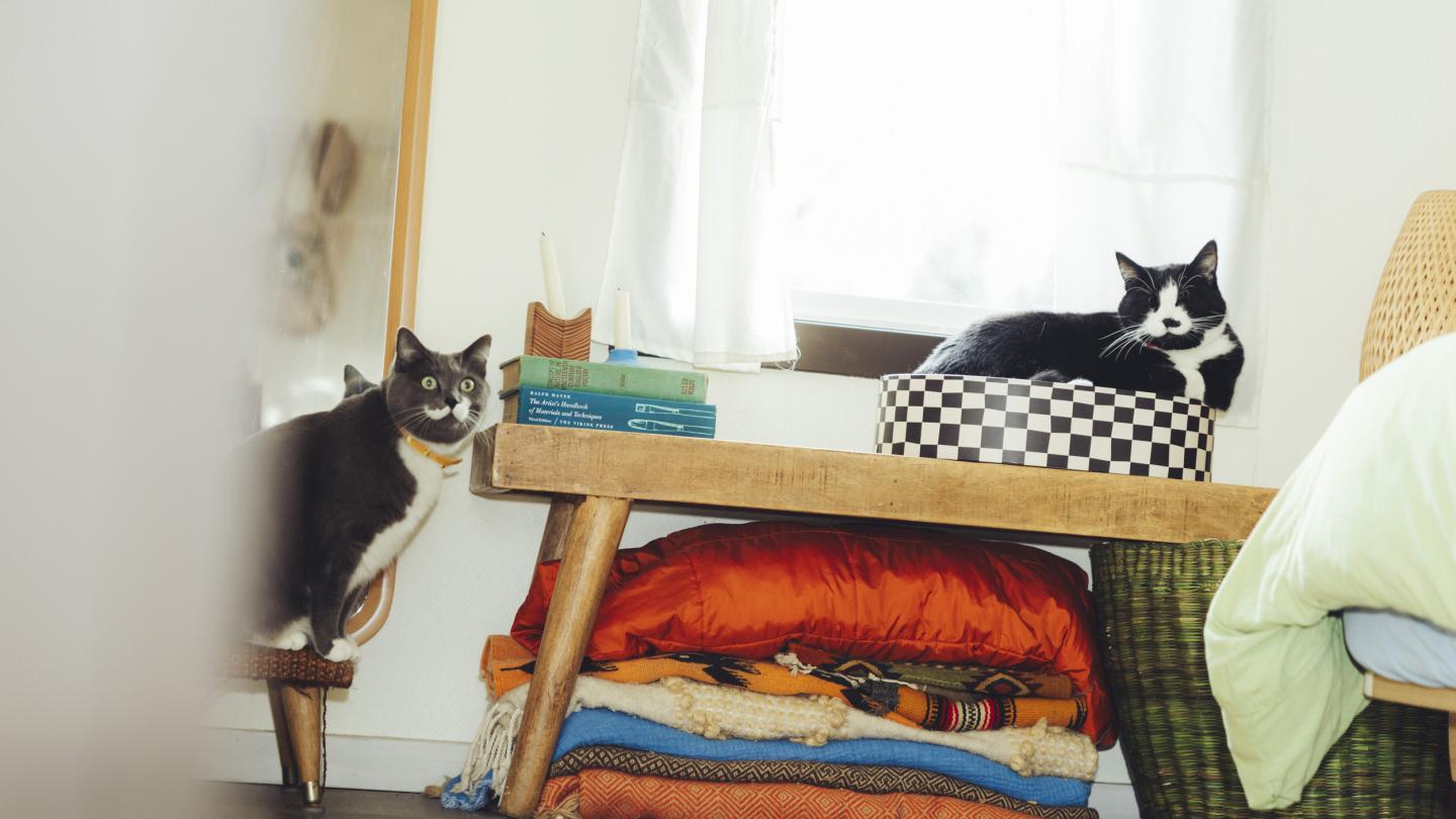 two cats relax in their home