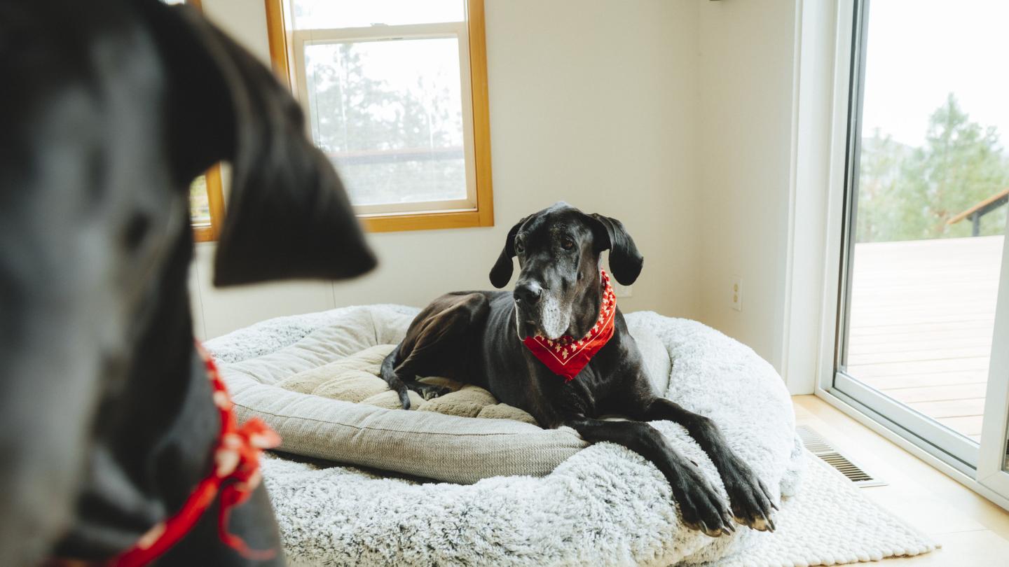 A black great dane resting on a dog bed, with another dog close to the camera
