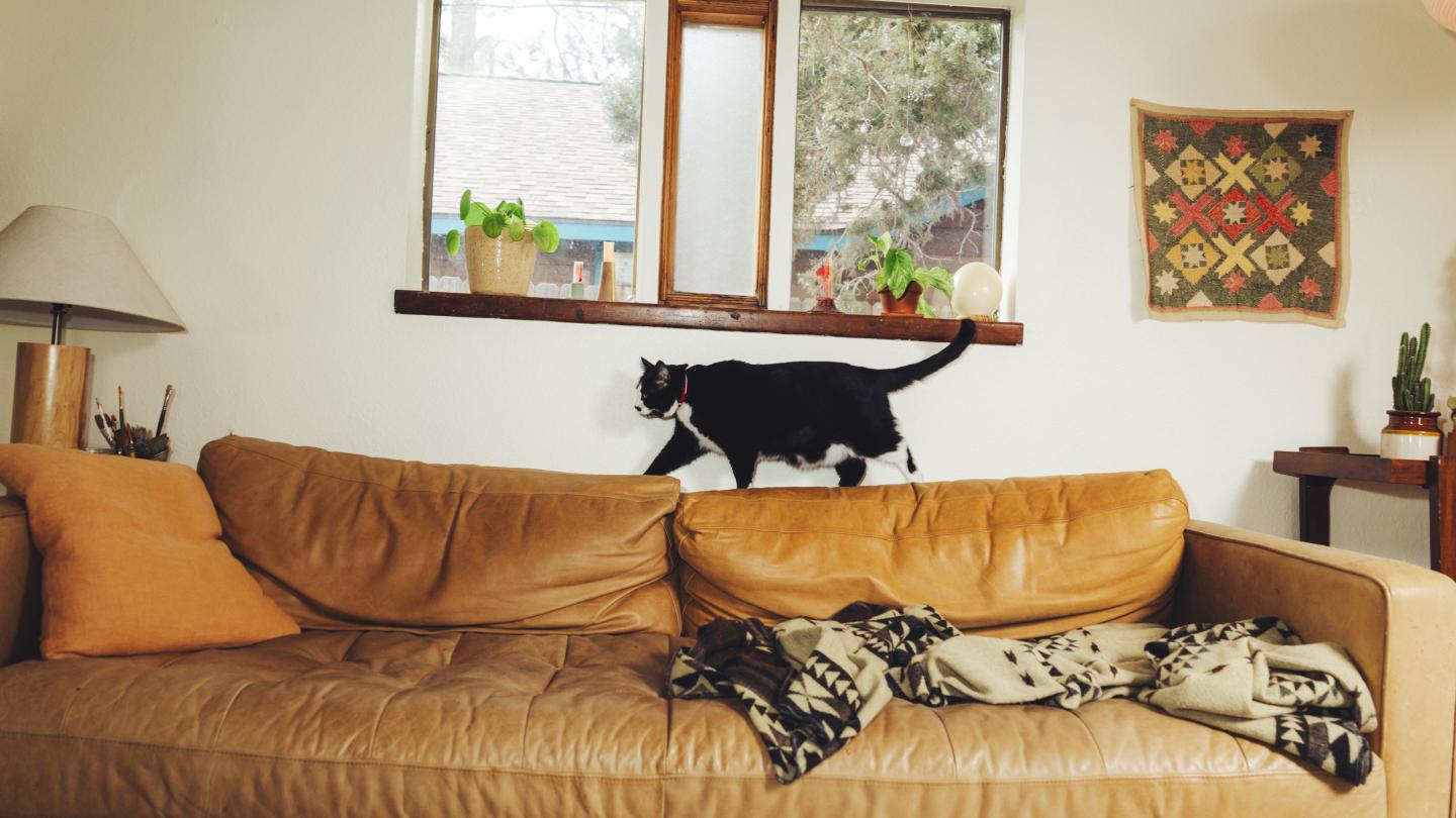 Black & white cat walking across back of tan couch.