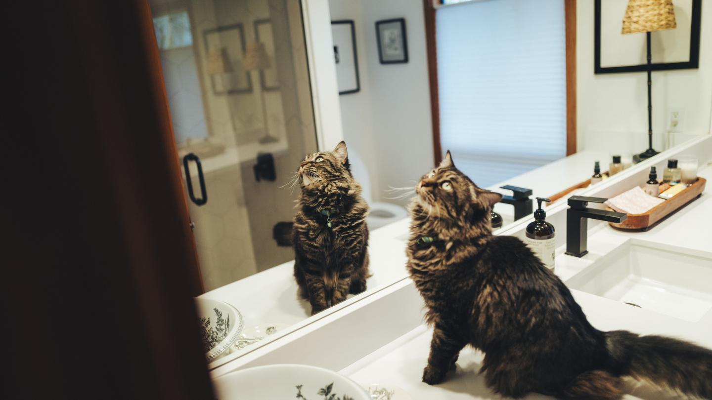 Fluffy cat sitting on bathroom counter looking up at mirror.