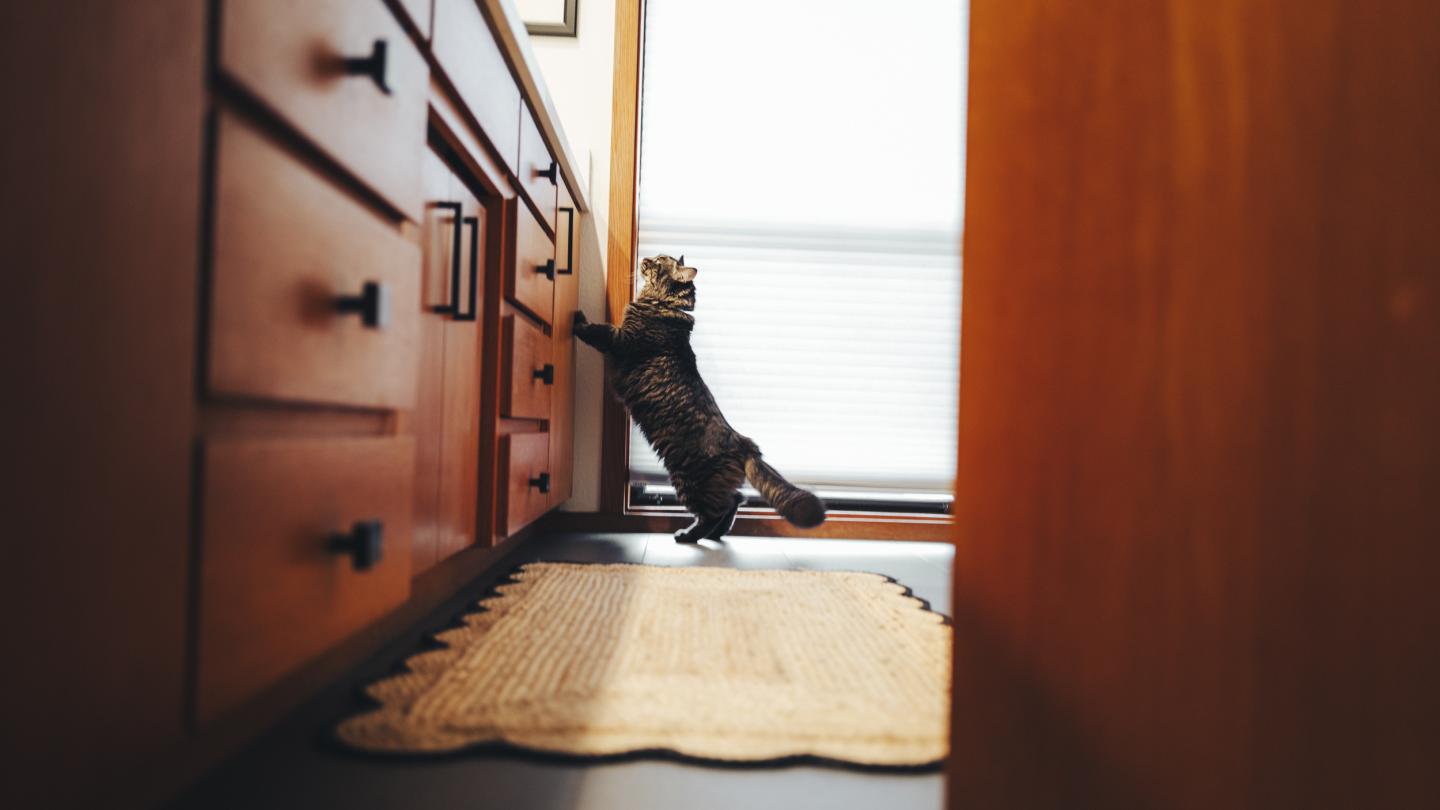 Cat looking up