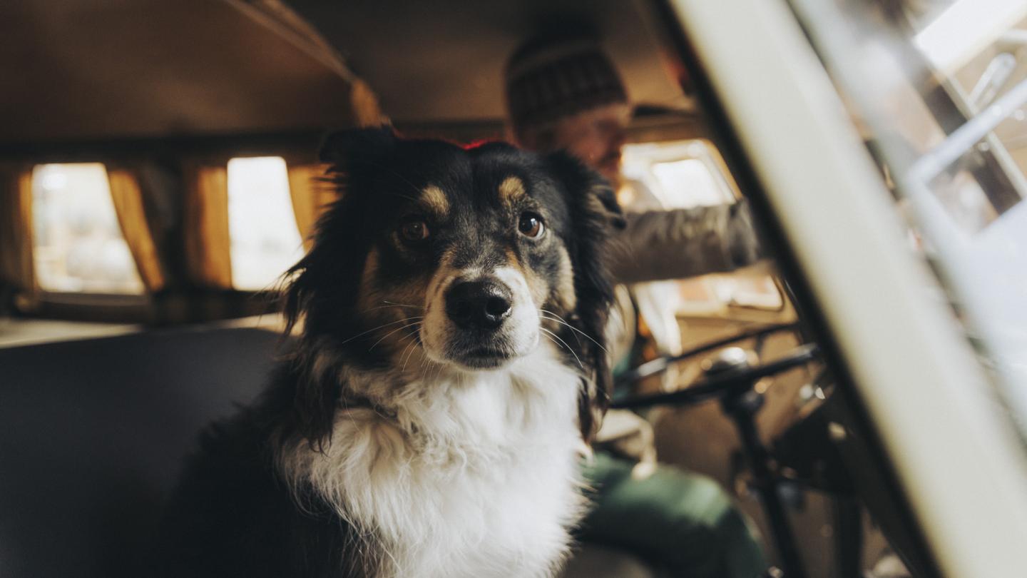 Dog sitting in car