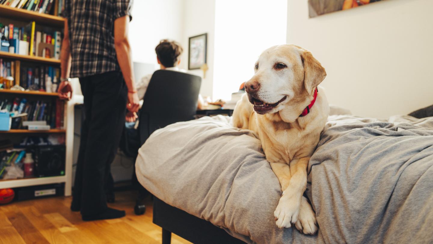 a tan dog relaxes on a bed