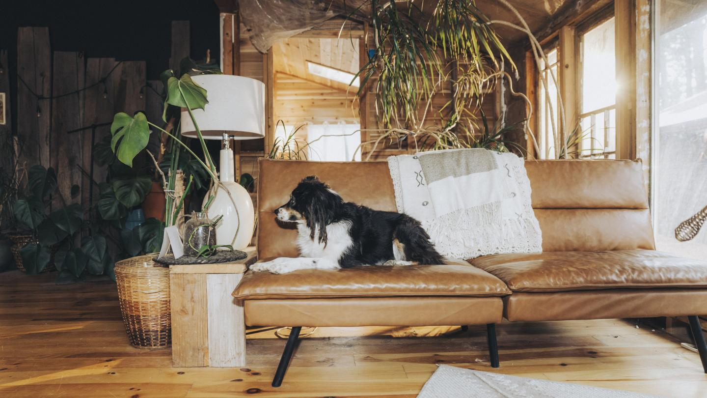 A black and white dog sits on a sofa, looking at a plant