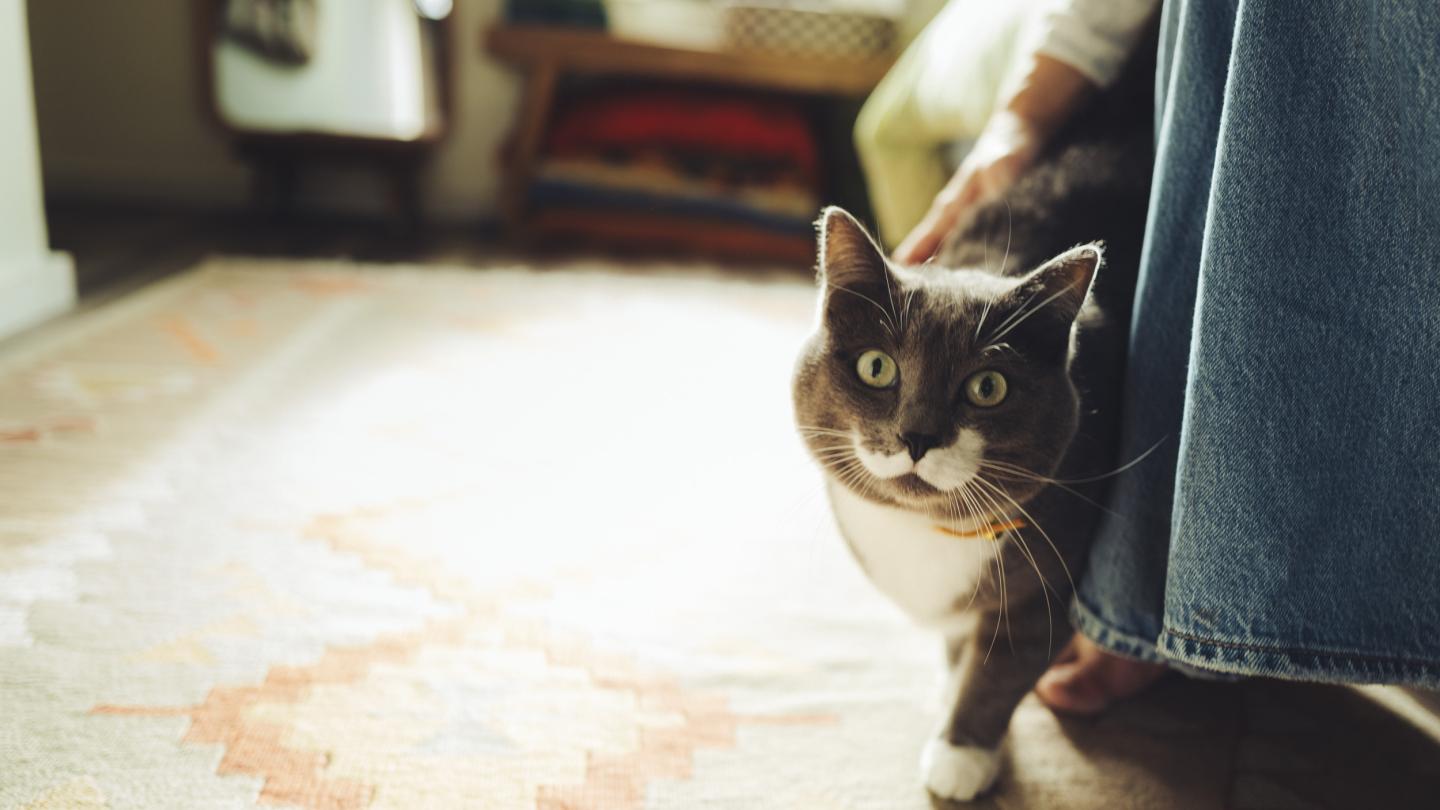 A gray cat peeks around a bed