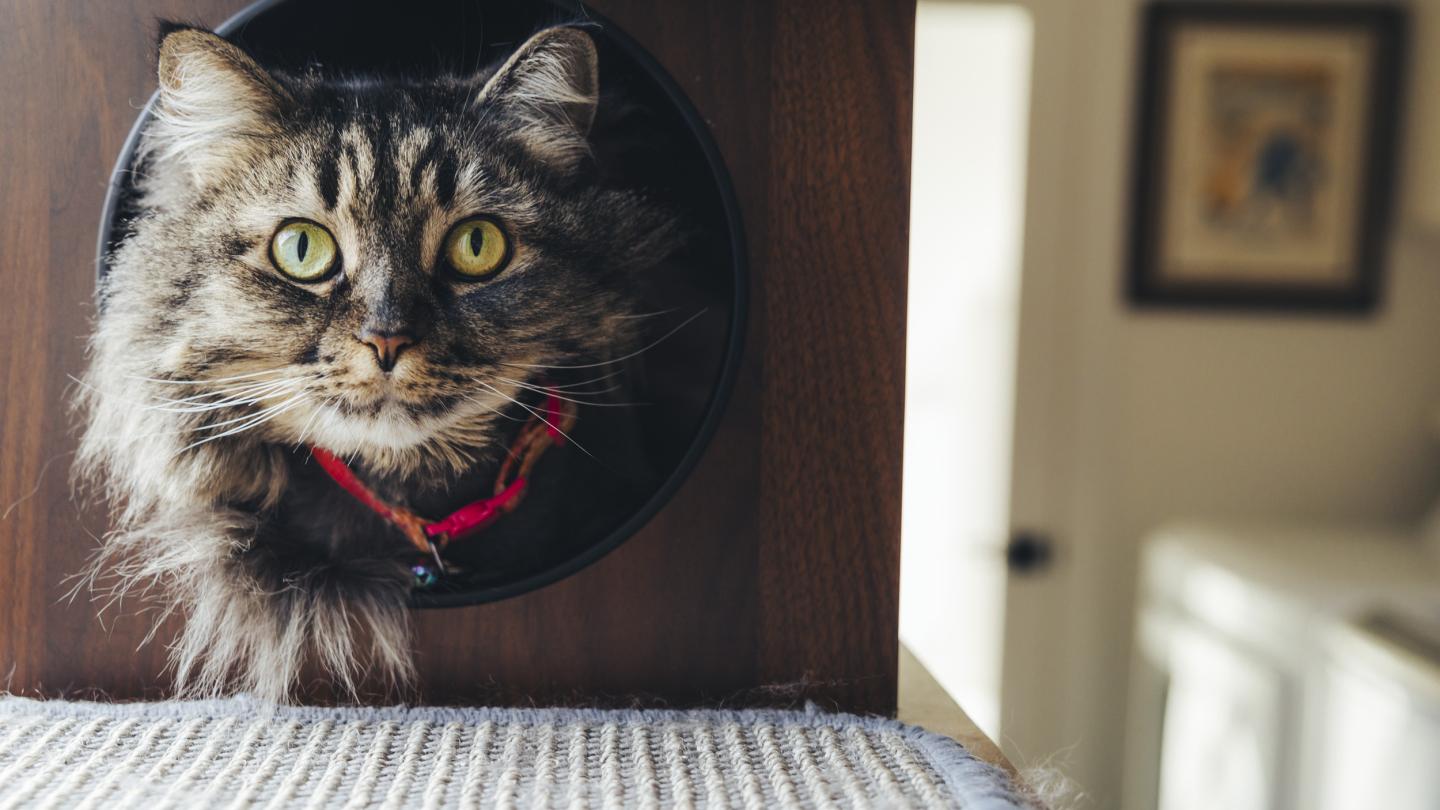Tabby cat looking through