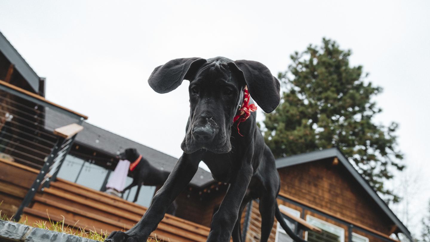 a Great Dane puppy looks down while standing in front of a cabin