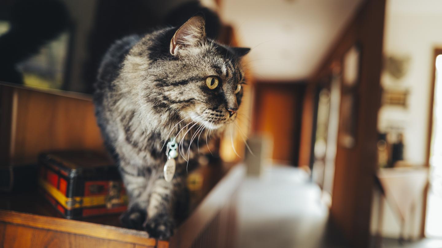 Tabby cat balancing on cabinet looking off-camera.