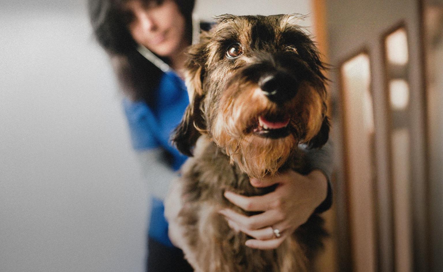 Veterinary holding dog